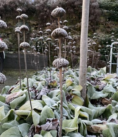 Phlomis russeliana