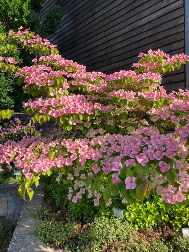 Cornus kousa 'Satomi'